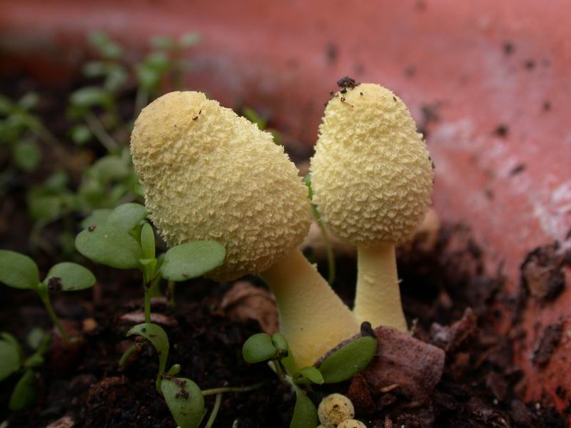 Leucoprinus flos-sulfuris